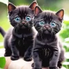 Blue Eyed Cats Paint By Numbers
