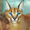 Blue Eyed Caracal Paint By Numbers