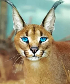 Blue Eyed Caracal Paint By Numbers