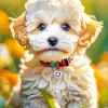 Blue Eyed Maltipoo Paint By Numbers