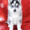 Blue Eyed Pomsky Dog Paint By Numbers