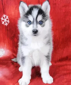 Blue Eyed Pomsky Dog Paint By Numbers