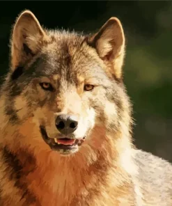 Brown Wolf Paint By Numbers