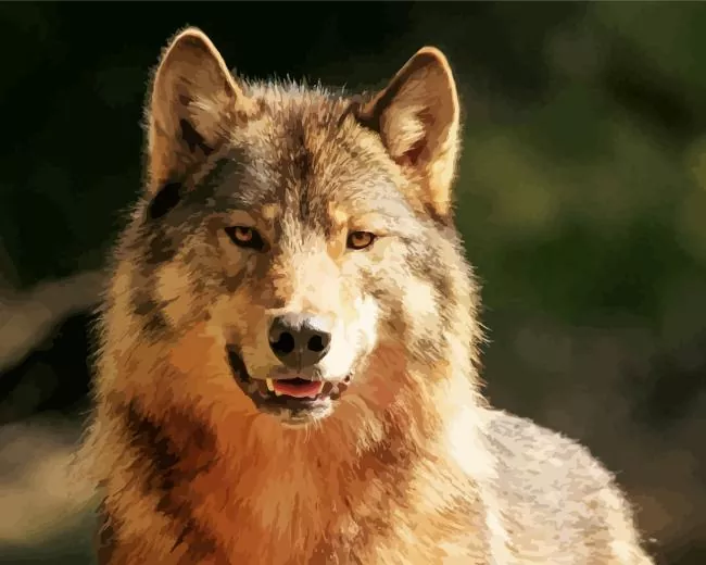 brown wolf paint by numbers Brown Wolf Paint By Numbers