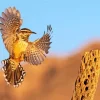 Cactus Wren Wings Paint By Numbers