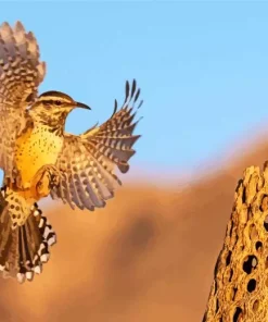 Cactus Wren Wings Paint By Numbers