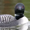 Common Loon Paint By Numbers