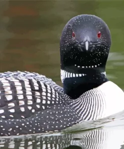 Common Loon Paint By Numbers