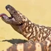 Gila Monster Paint By Numbers