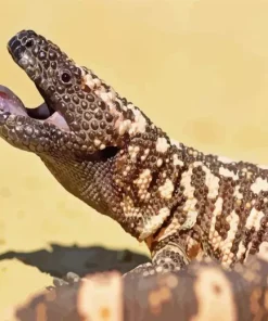 Gila Monster Paint By Numbers