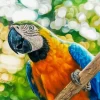 Gold And Yellow Macaw Paint By Numbers