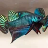 Black Green Betta Fish Paint By Numbers