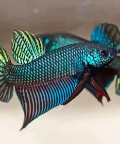 Black Green Betta Fish Paint By Numbers