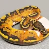 Pied Ball Python Paint By Numbers