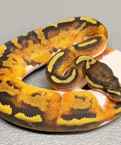 Pied Ball Python Paint By Numbers