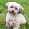 White Morkie Puppy Paint By Numbers