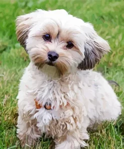 White Morkie Puppy Paint By Numbers