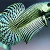 Betta Smaragdina Paint By Numbers