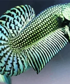Betta Smaragdina Paint By Numbers