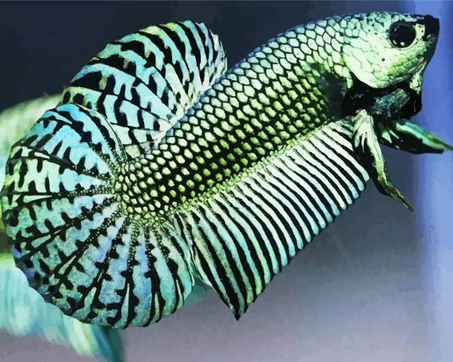 Betta smaragdina paint by number Betta Smaragdina Paint By Numbers