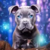 Blue Eyed Staffy Paint By Numbers