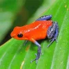 Blue And Orange Frog Paint By Numbers