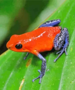 Blue And Orange Frog Paint By Numbers