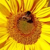 Bee On Sunflower Paint By Numbers