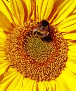 Bee On Sunflower Paint By Numbers