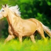 Beige Horse Paint By Numbers