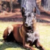 Belgian Malinois Dog Paint By Numbers