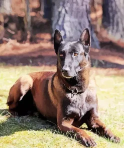 Belgian Malinois Dog Paint By Numbers