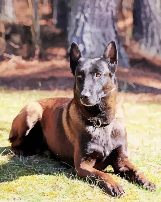 belgian malinois dog paint by numbers Belgian Malinois Dog Paint By Numbers
