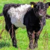 Belted Galloway Paint By Numbers