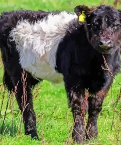 Belted Galloway Paint By Numbers