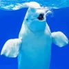 Beluga Whale Paint By Numbers
