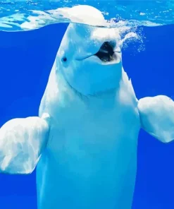 Beluga Whale Paint By Numbers