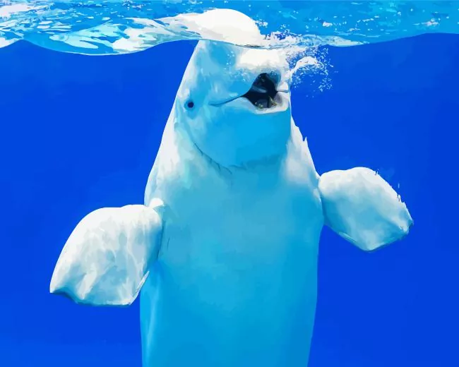 beluga whale paint by numbers Beluga Whale Paint By Numbers