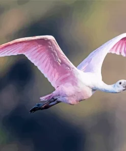 Big Pink Bird Paint By Numbers