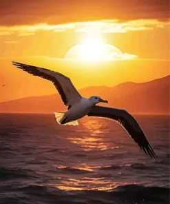 Bird Flying Over Ocean Paint By Numbers