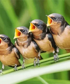 Birds Singing Paint By Numbers