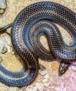 Black And Rainbow Snake Paint By Numbers