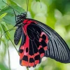 Black Red Butterfly Paint By Numbers
