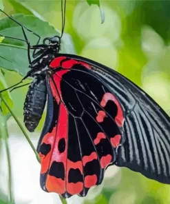 Black Red Butterfly Paint By Numbers