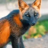 Black And Red Fox Paint By Numbers