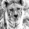 Black And White Hyena Paint By Numbers