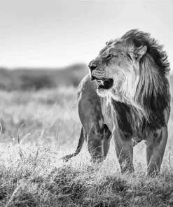 Black And White Lion Paint By Numbers