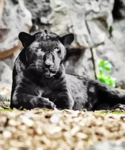 Black Jaguar Paint By Numbers