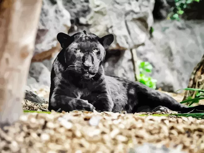 black jaguar Diamond Paintings Black Jaguar Paint By Numbers