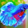 The Blue Betta Fish Paint By Numbers
